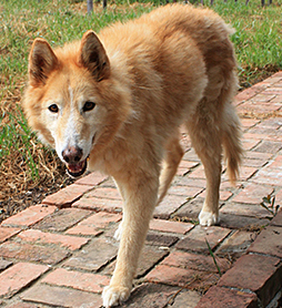 ginger on brick for website