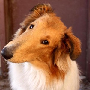 lillyheadtiltblogsquare