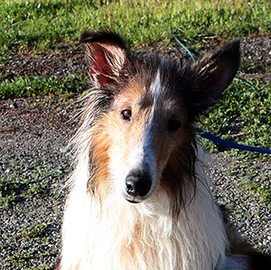 jean luc sweetness for website