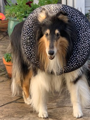 EBB27B51-52C2-49D8-8F26-AD77CCA2DDF2_1_105_c